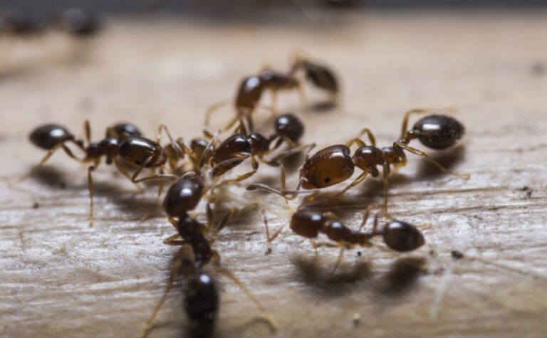 شركة مكافحة النمل في الجيمي 0567332800 | شركة مكافحة حشرات 0567332800 | خصم 50%